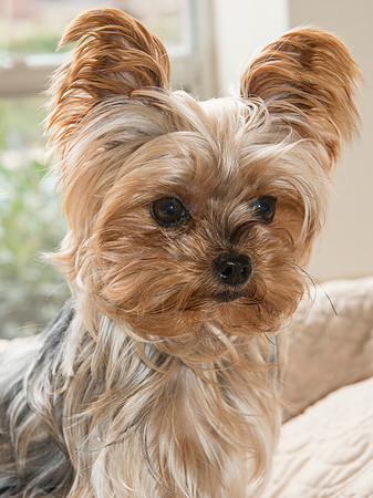 Mollie