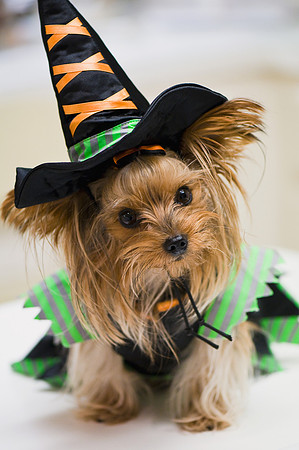 Trick or Treat