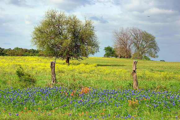 A Fine Spring Day