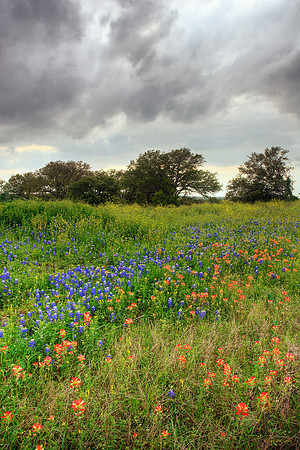 Spring Showers