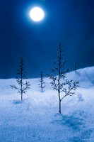 Winter Solitude - A Desktop Landscape