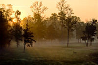 Sunrise Serenity