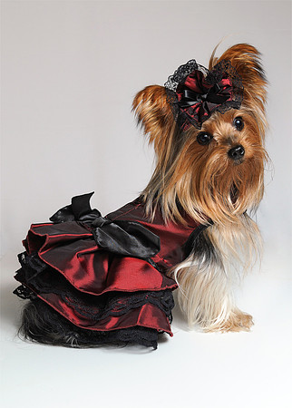 Southern Belle