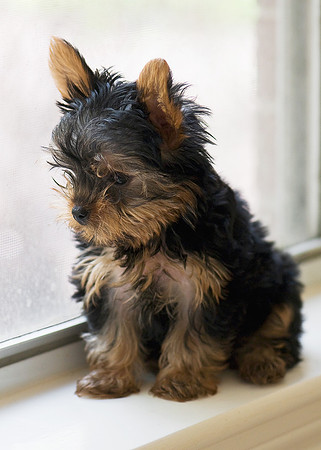 Puppy Thoughts